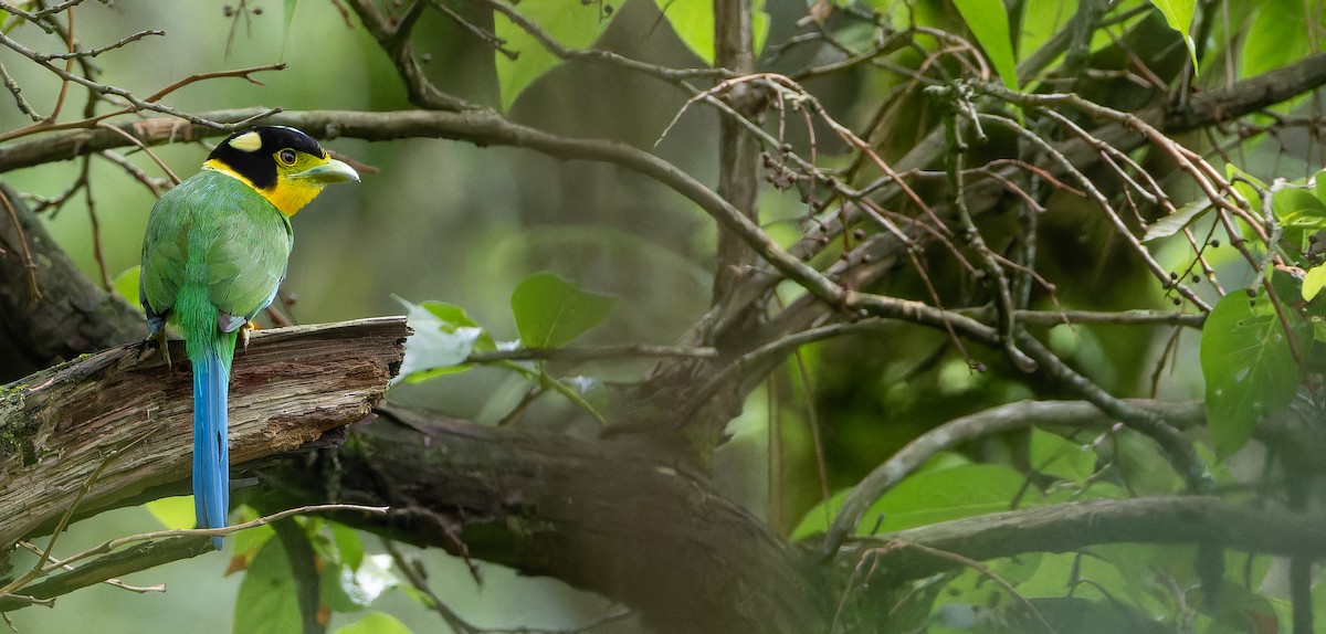 Long-tailed Broadbill - ML623137869