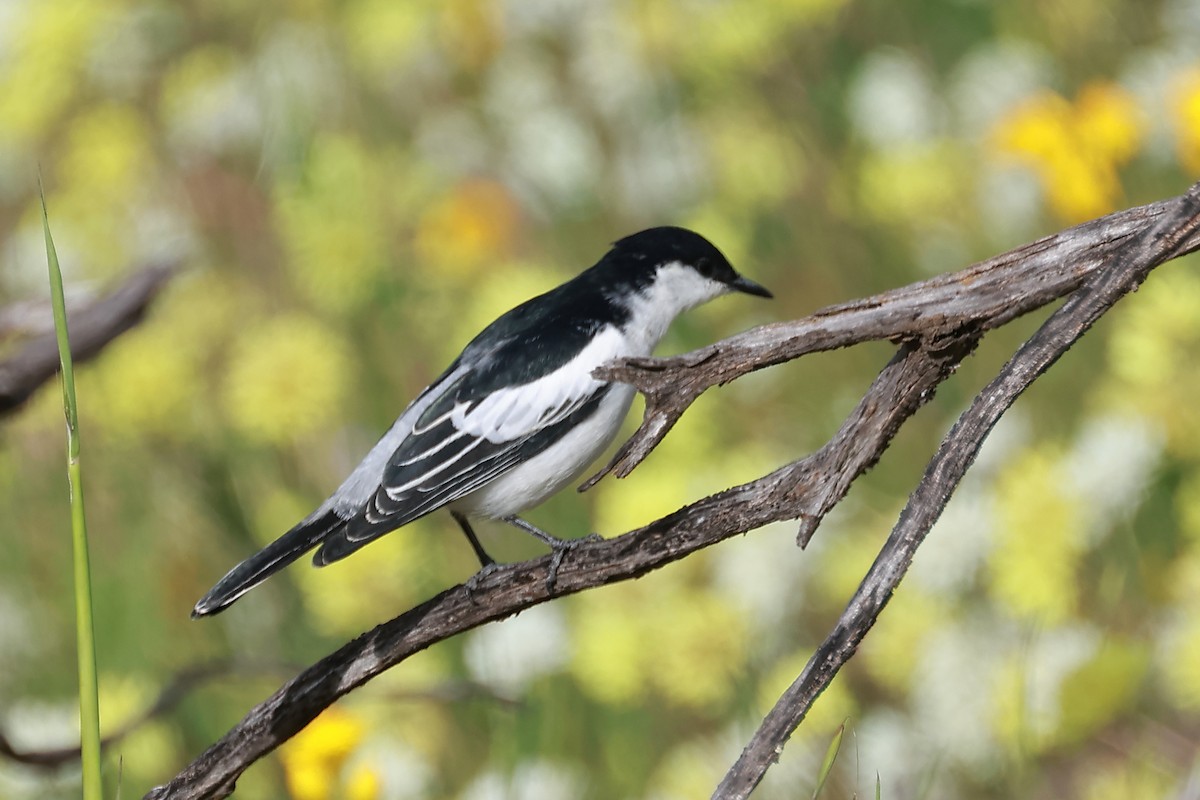 White-winged Triller - ML623137890