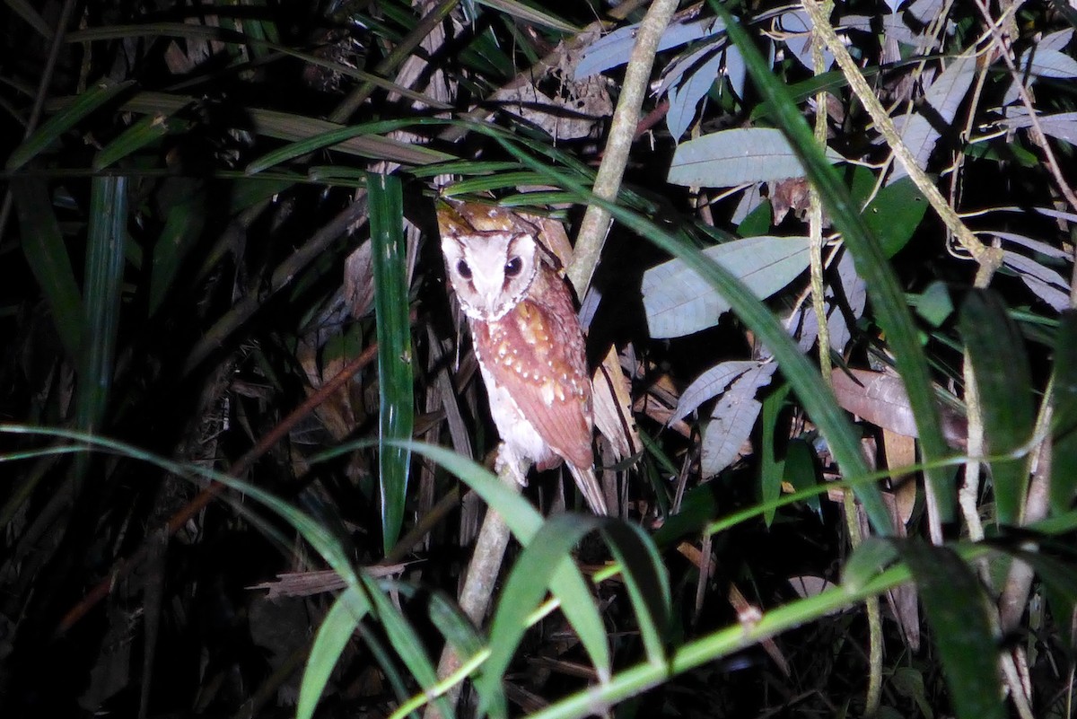 Oriental Bay-Owl - ML623137933