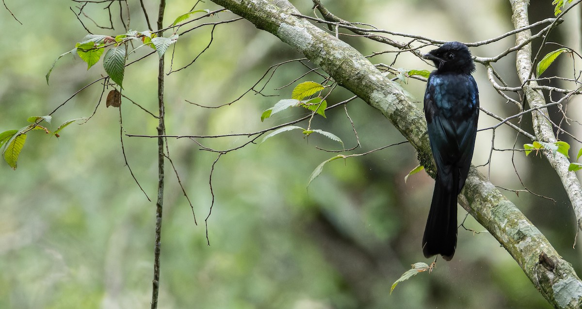 Lesser Racket-tailed Drongo - ML623137942