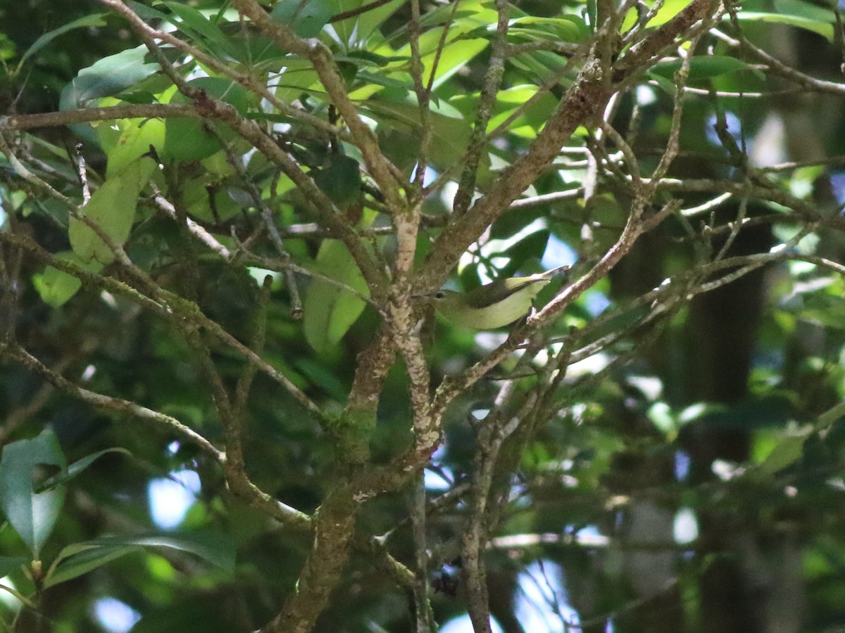 Fork-tailed Sunbird - Vittorio Pedrocchi