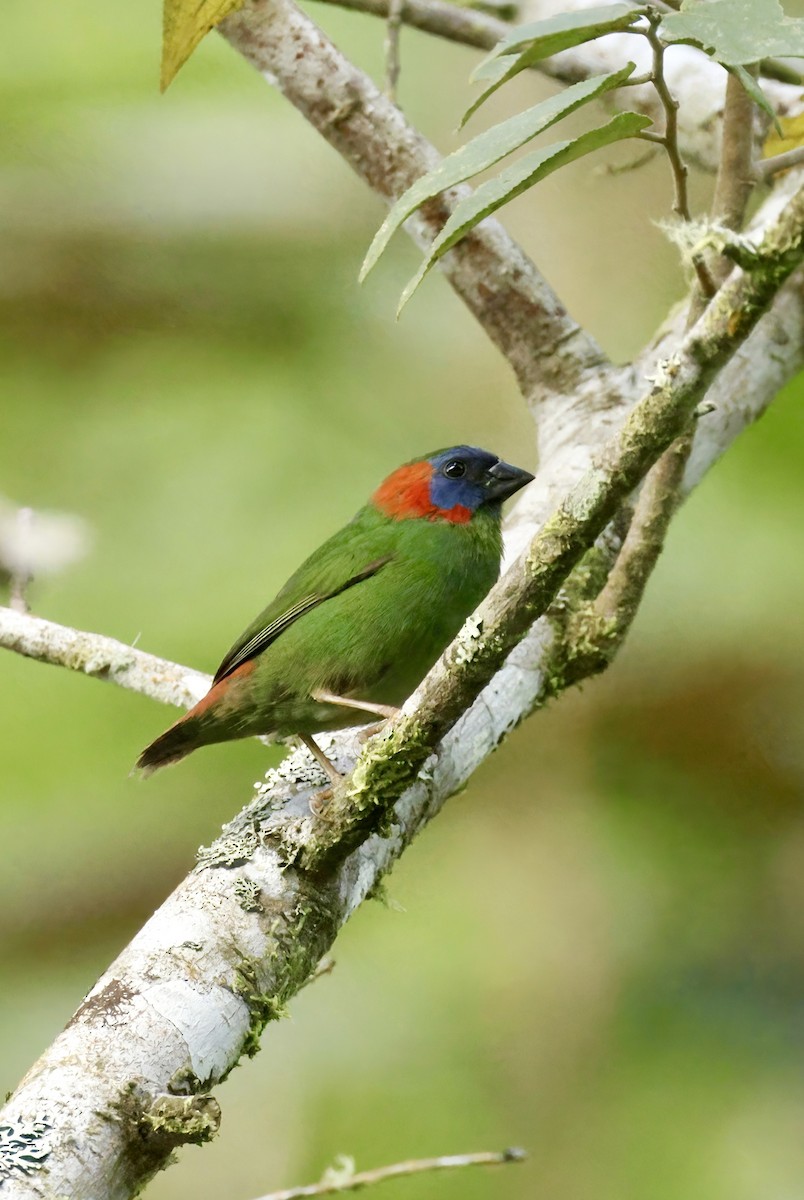 Red-eared Parrotfinch - ML623138022