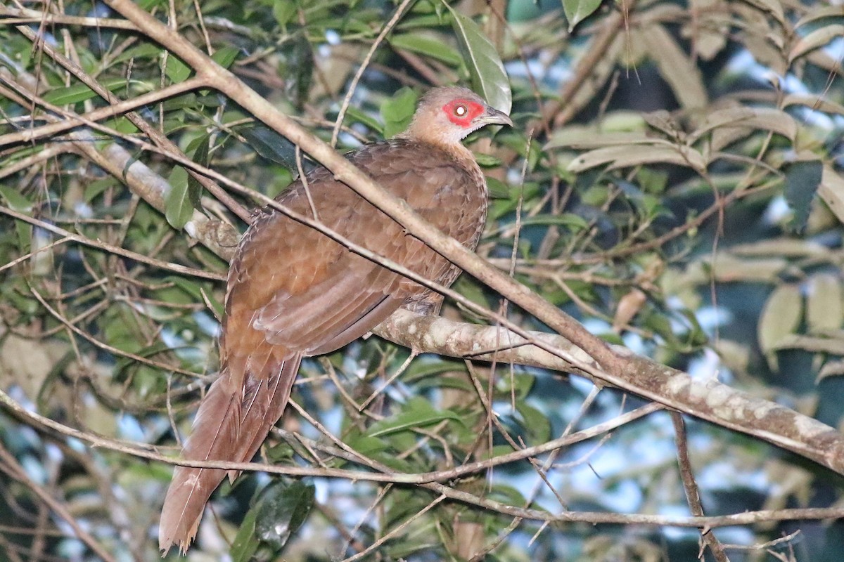 פסיון כסוף - ML623138025