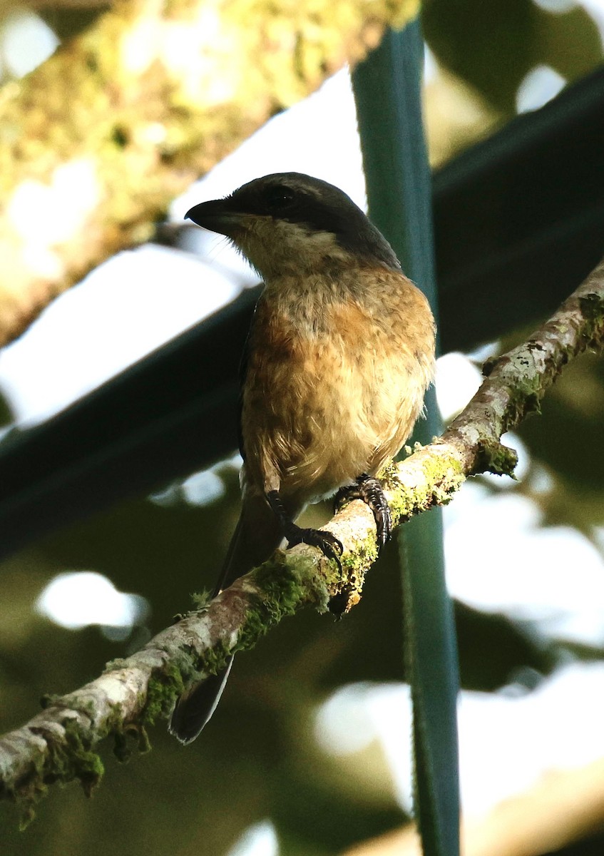 Mountain Shrike - Mads Bajarias