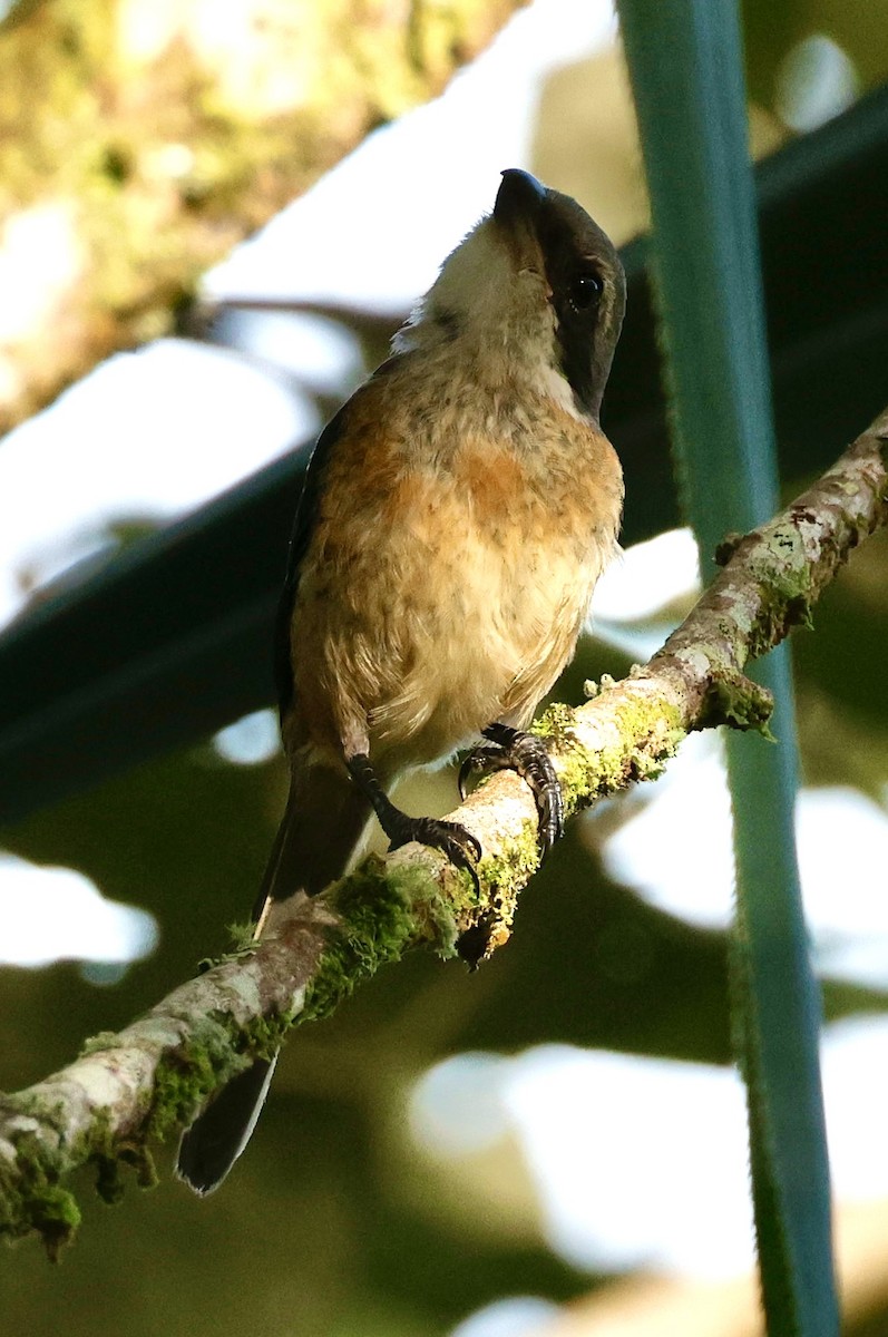 Mountain Shrike - ML623138050