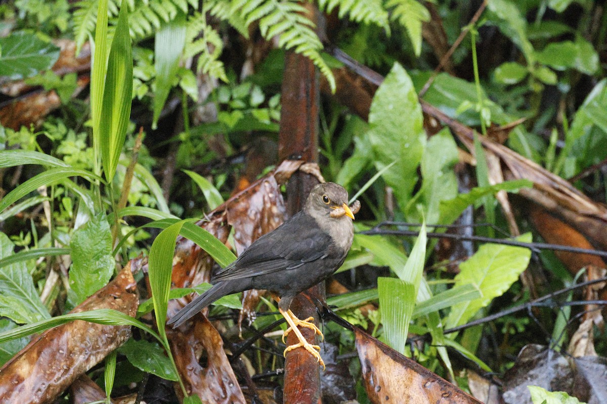 Mindanao Island-Thrush - ML623138055