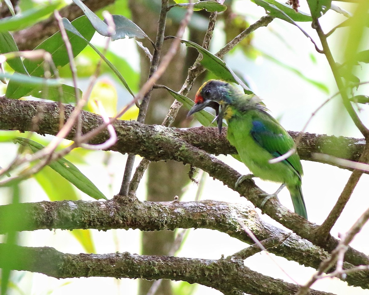 Barbudo Acollarado - ML623138063