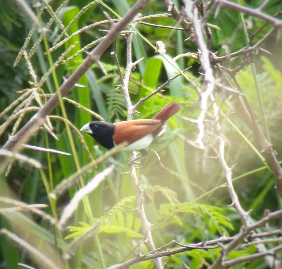 Tricolored Munia - ML623138082