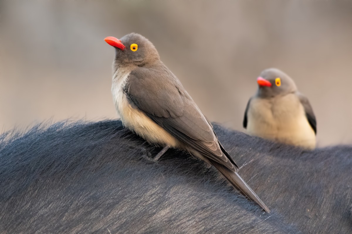 Red-billed Oxpecker - Jack Bucknall