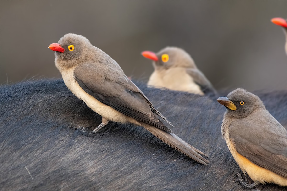 Yellow-billed Oxpecker - ML623138093