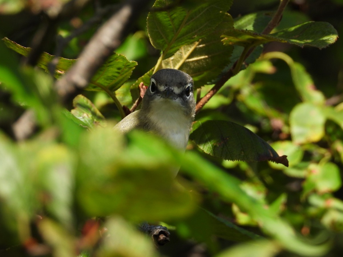 Blue-headed Vireo - ML623138098