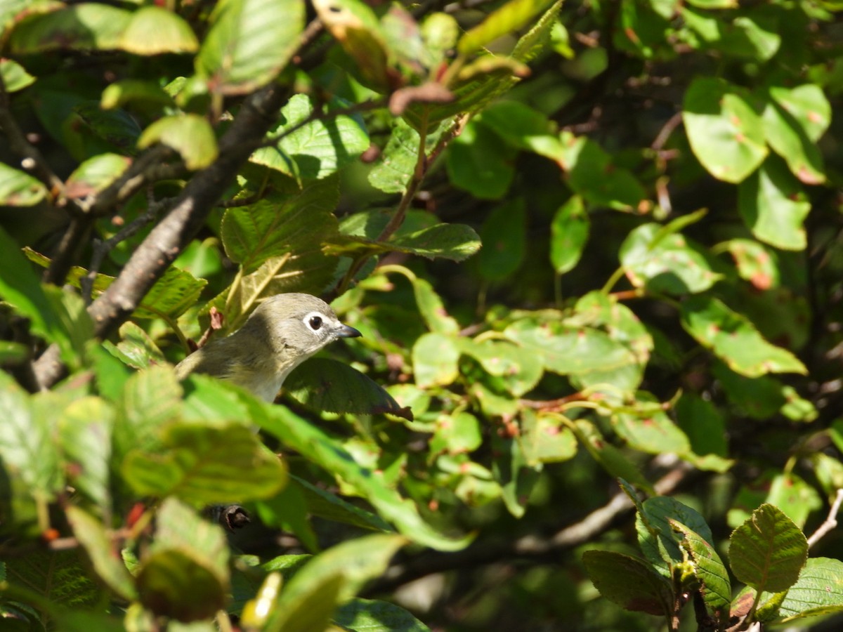 eremittvireo - ML623138100