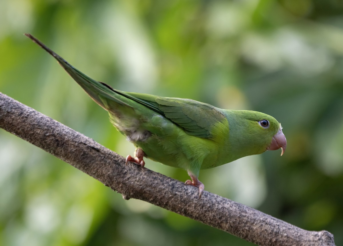 Plain Parakeet - ML623138143