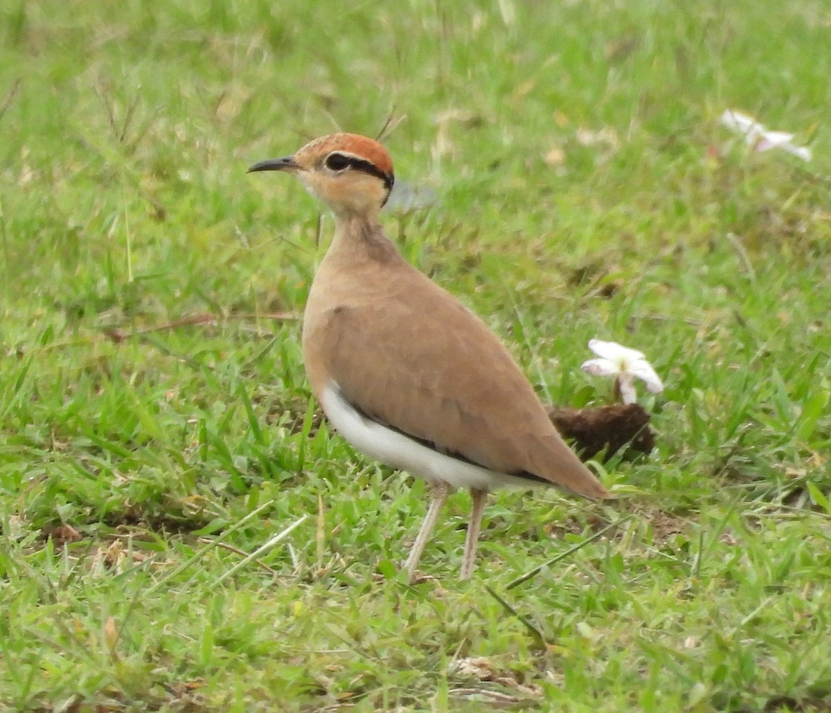 Temminck's Courser - ML623138196