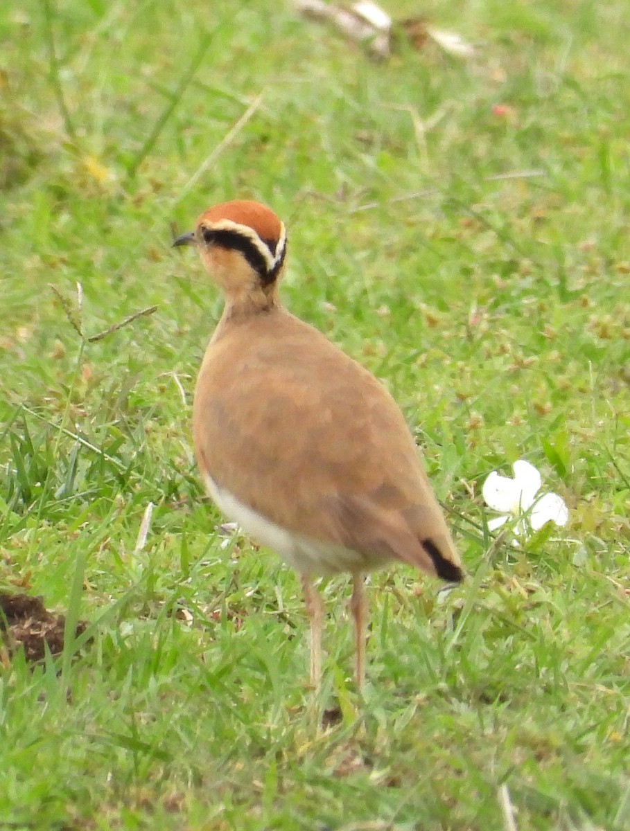 Temminck's Courser - ML623138197