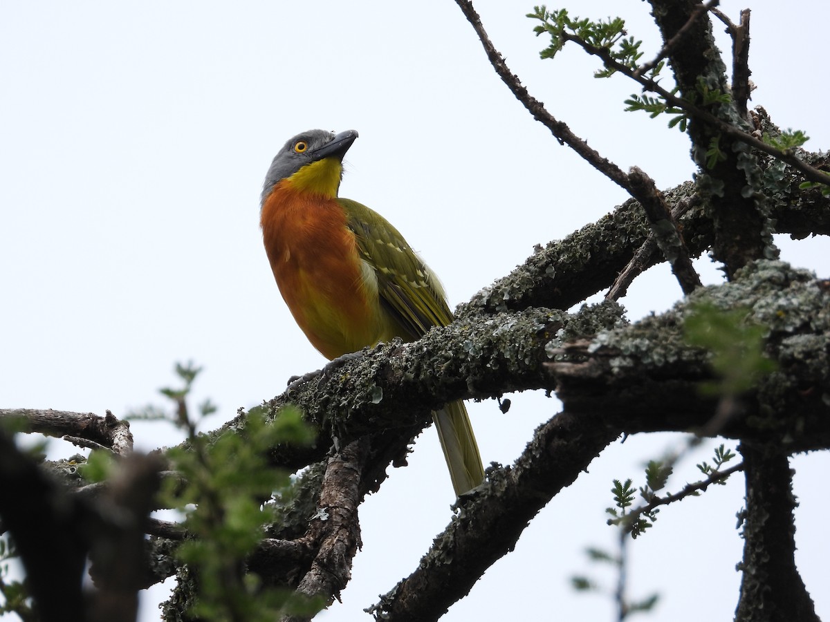 Gray-headed Bushshrike - Rafael Berlanga