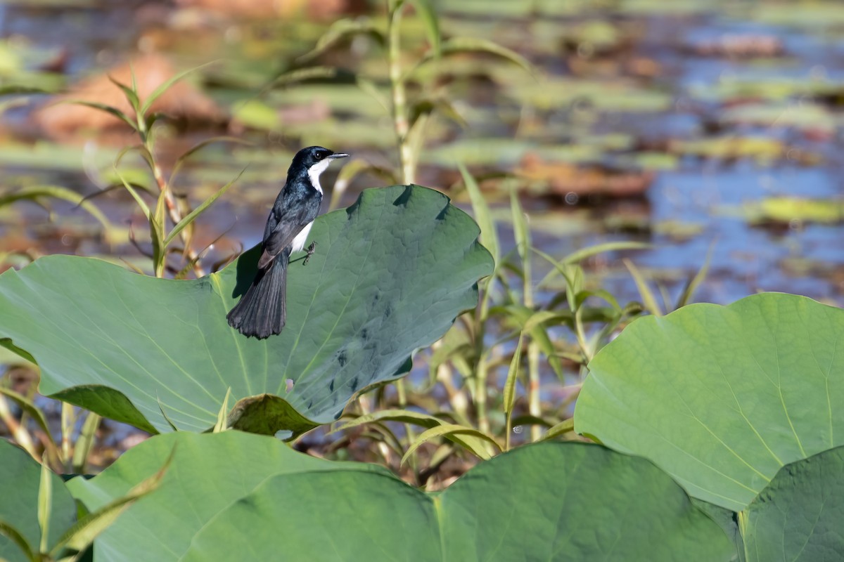 Paperbark Flycatcher - ML623138304