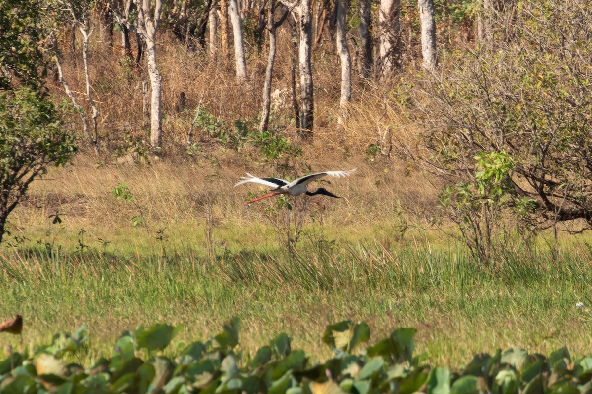 Black-necked Stork - ML623138306