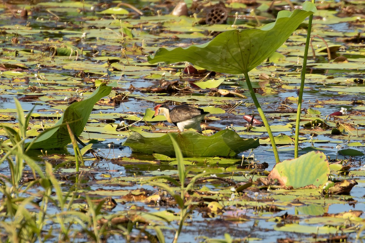 Comb-crested Jacana - ML623138310