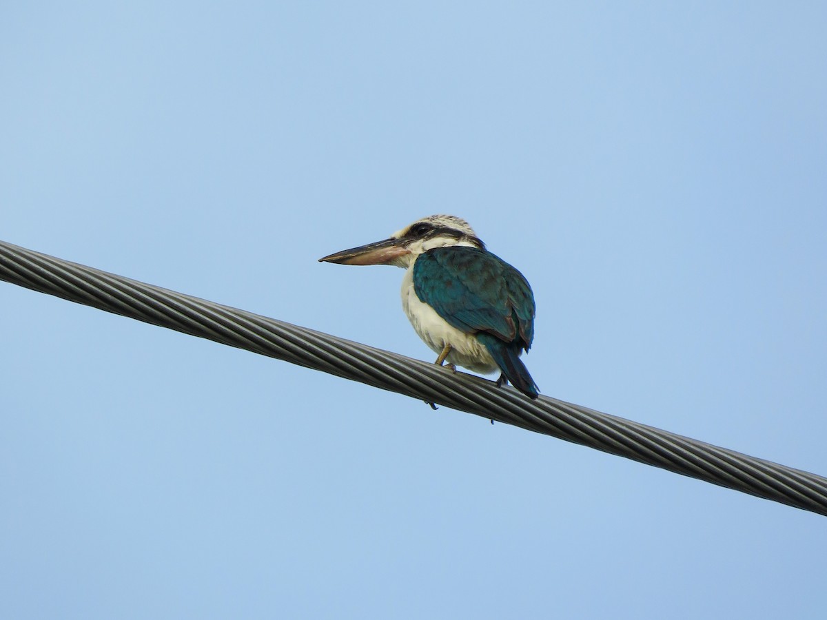 Mariana Kingfisher - ML623138318