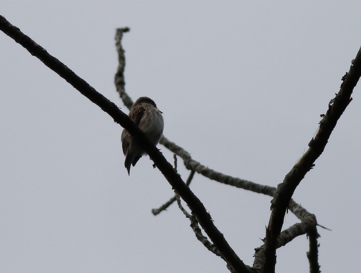 Papamoscas Siberiano - ML623138353