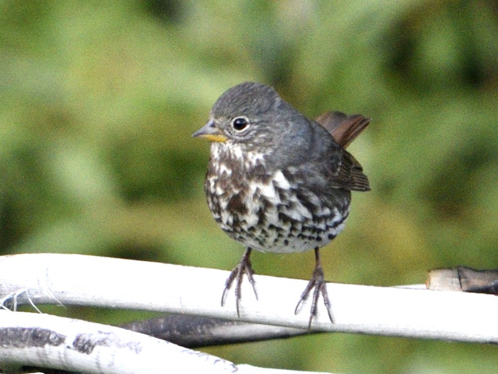 Fox Sparrow (Slate-colored) - ML623138354