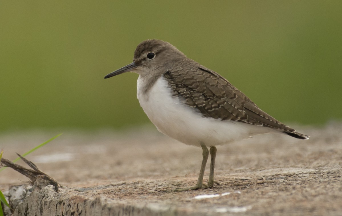 Common Sandpiper - ML623138381