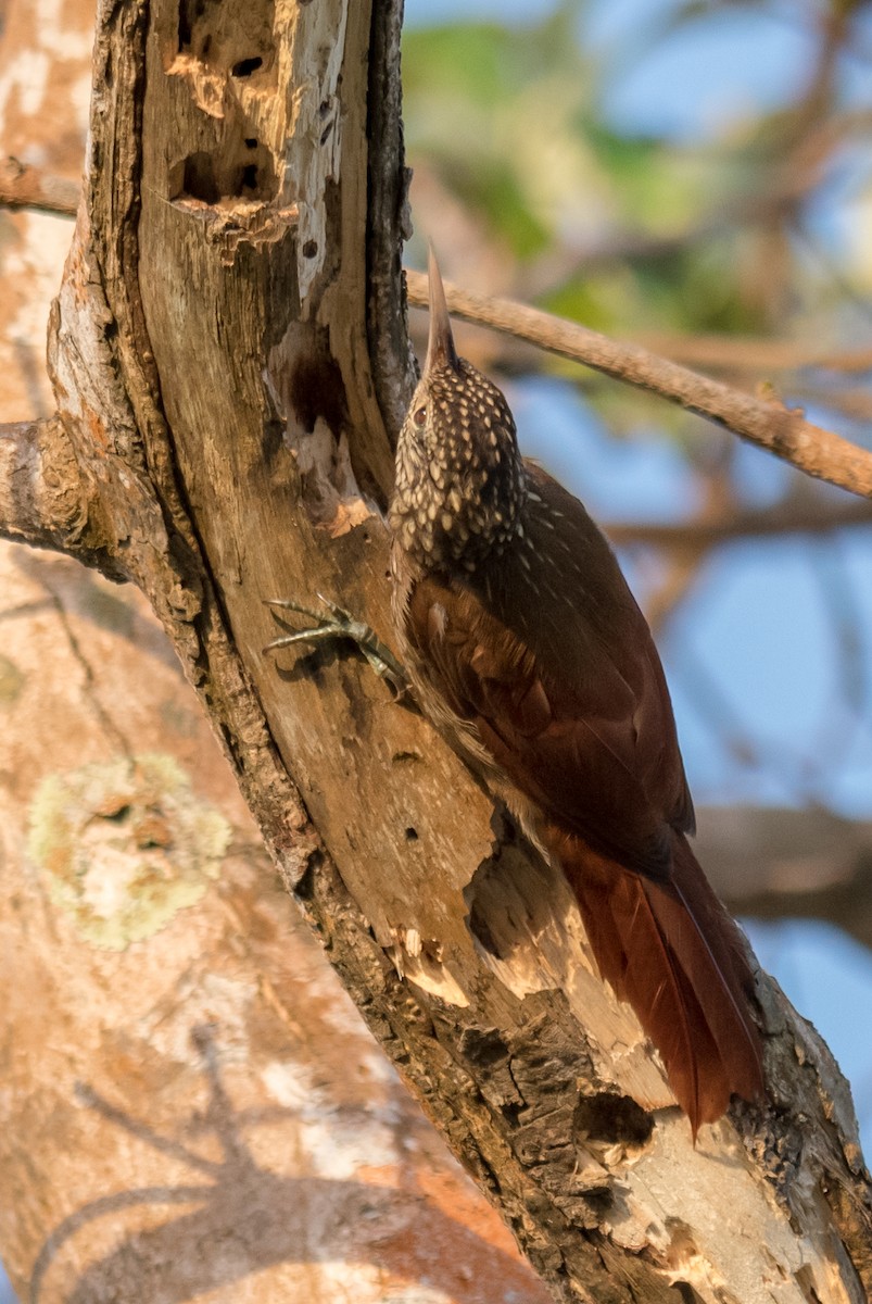 Striped Woodcreeper - ML623138434