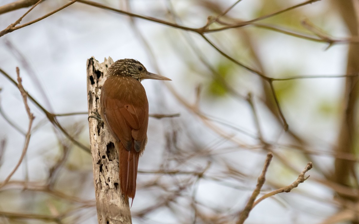 Striped Woodcreeper - ML623138440