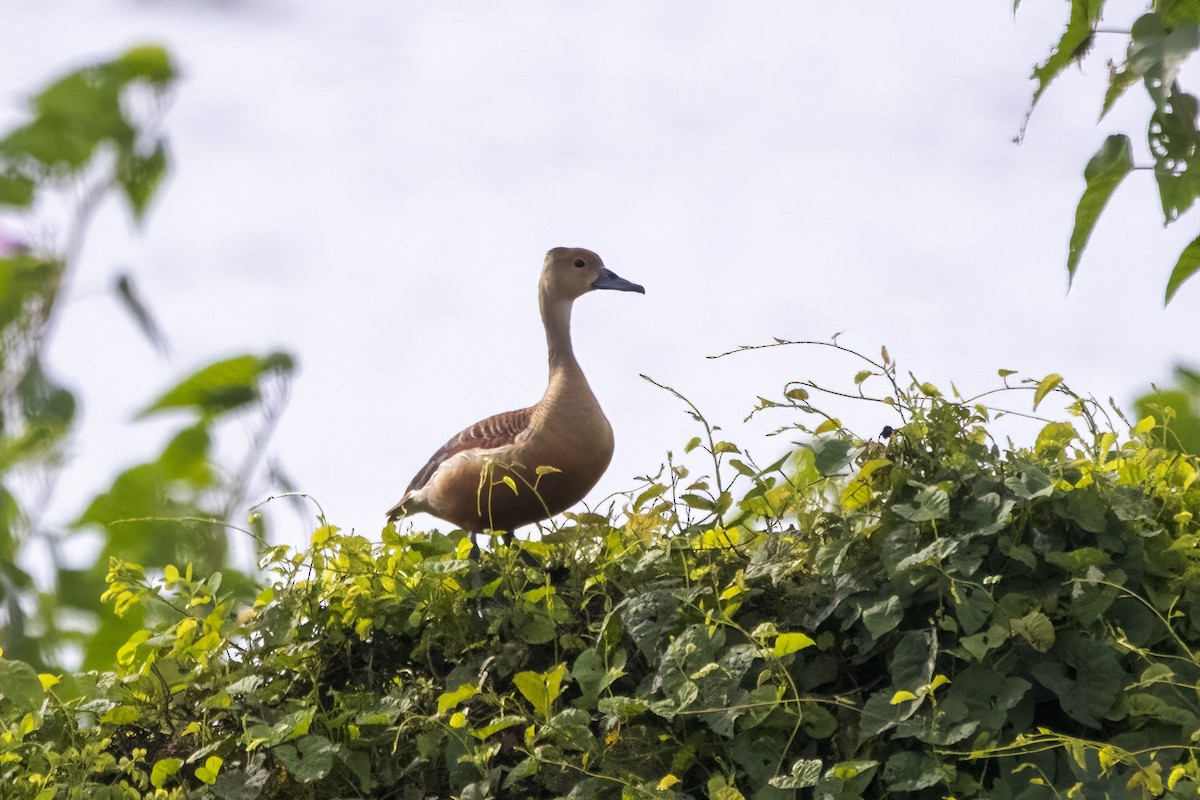 Dendrocygne siffleur - ML623138444