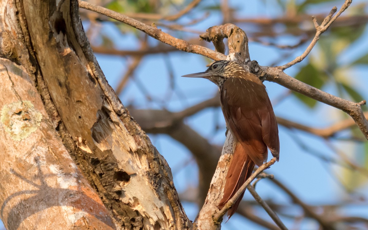 Striped Woodcreeper - ML623138445