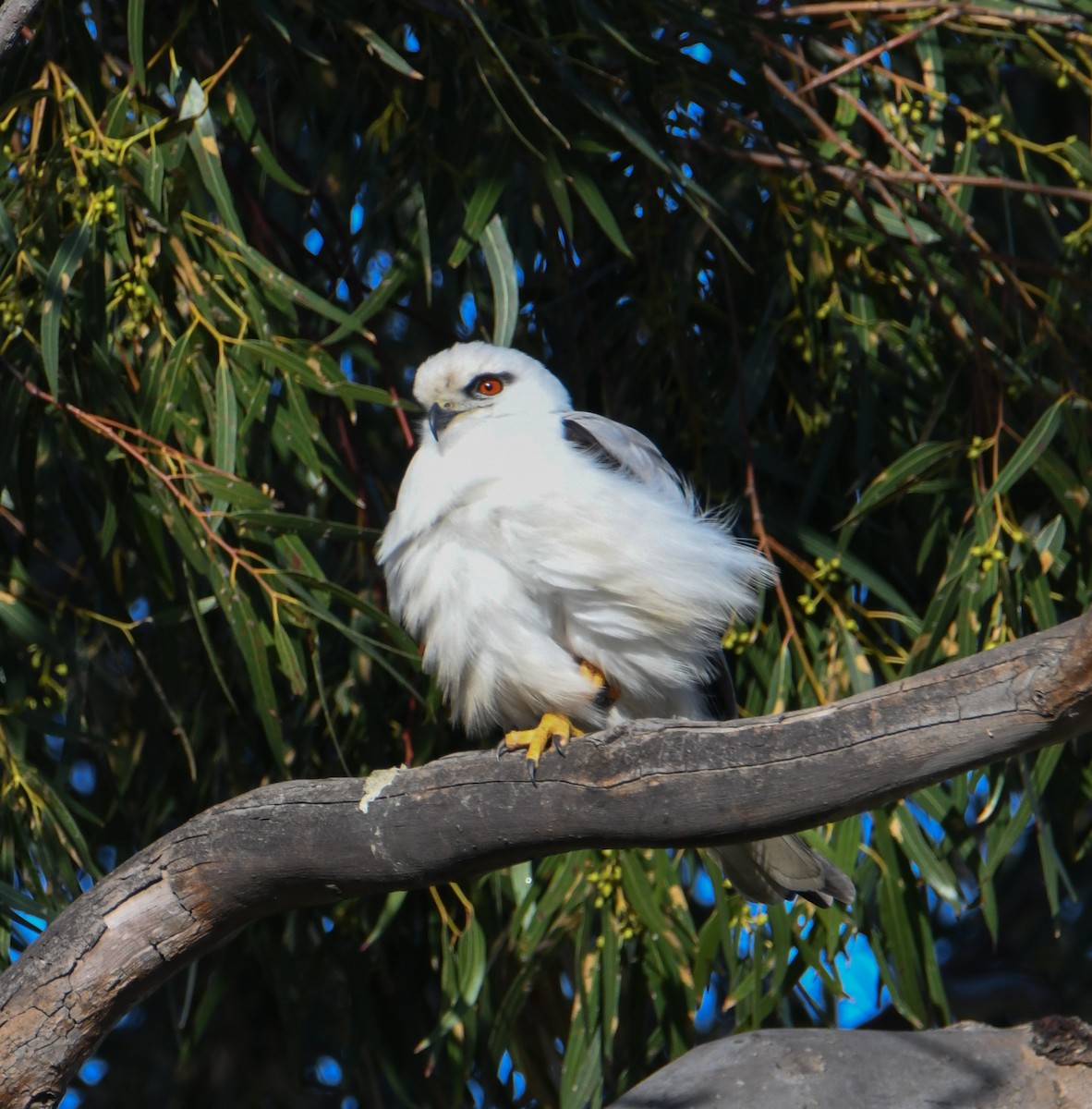 Black-shouldered Kite - ML623138452