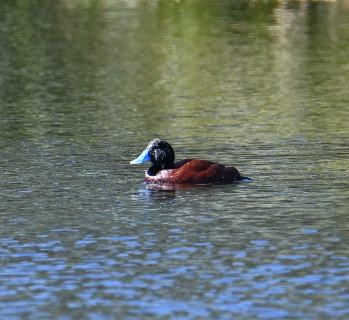 Blue-billed Duck - ML623138559