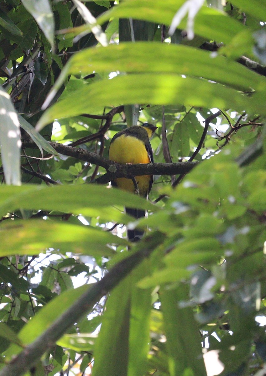 Javan Trogon - ML623138574