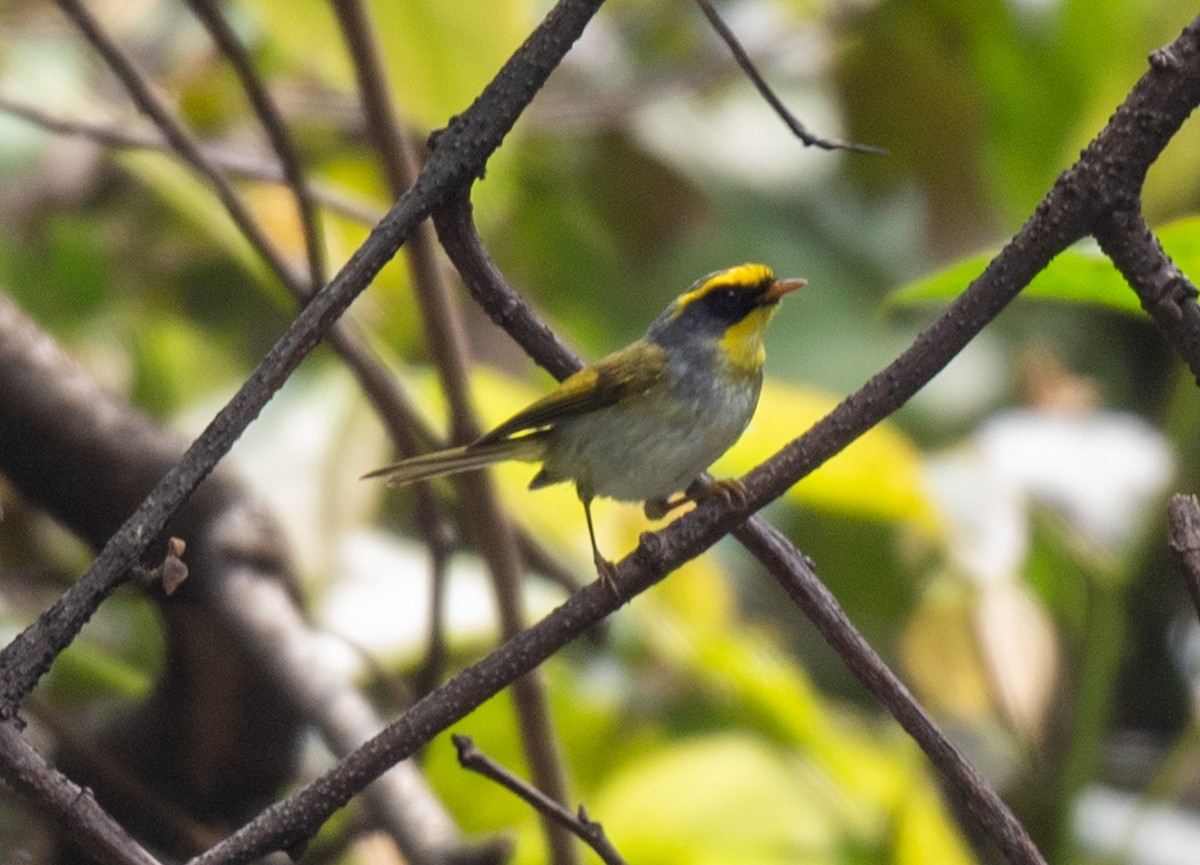 Black-faced Warbler - ML623138591