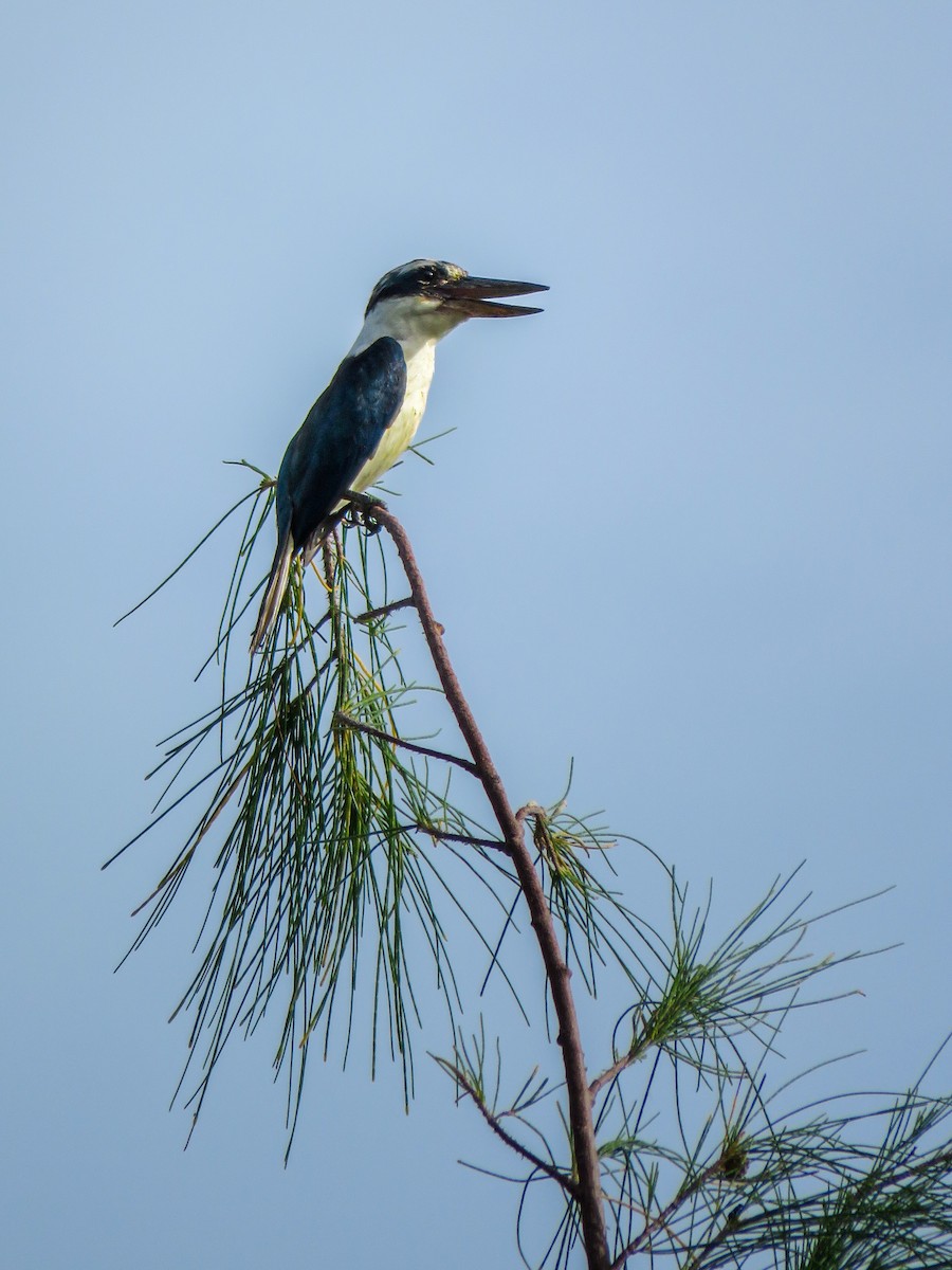 Mariana Kingfisher - ML623138634