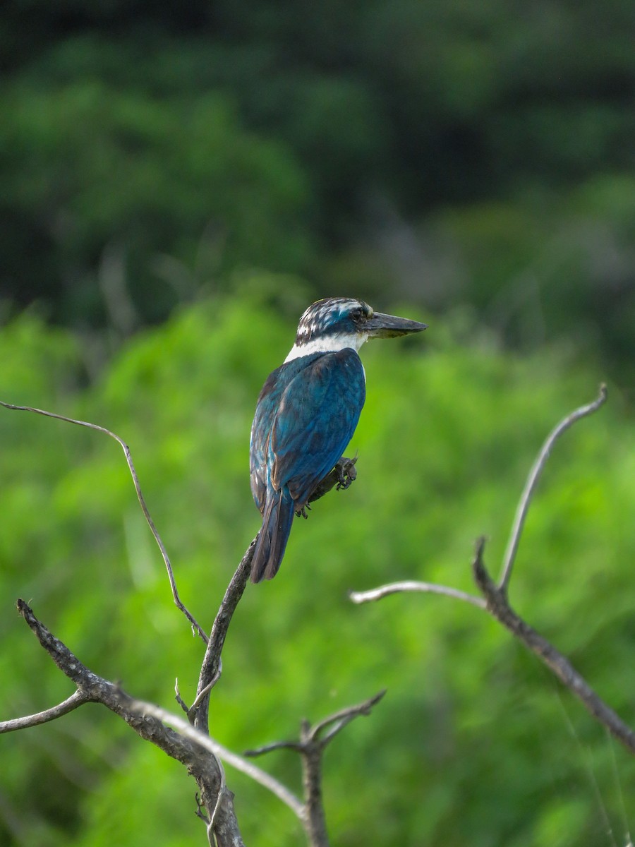 Mariana Kingfisher - Annika Andersson