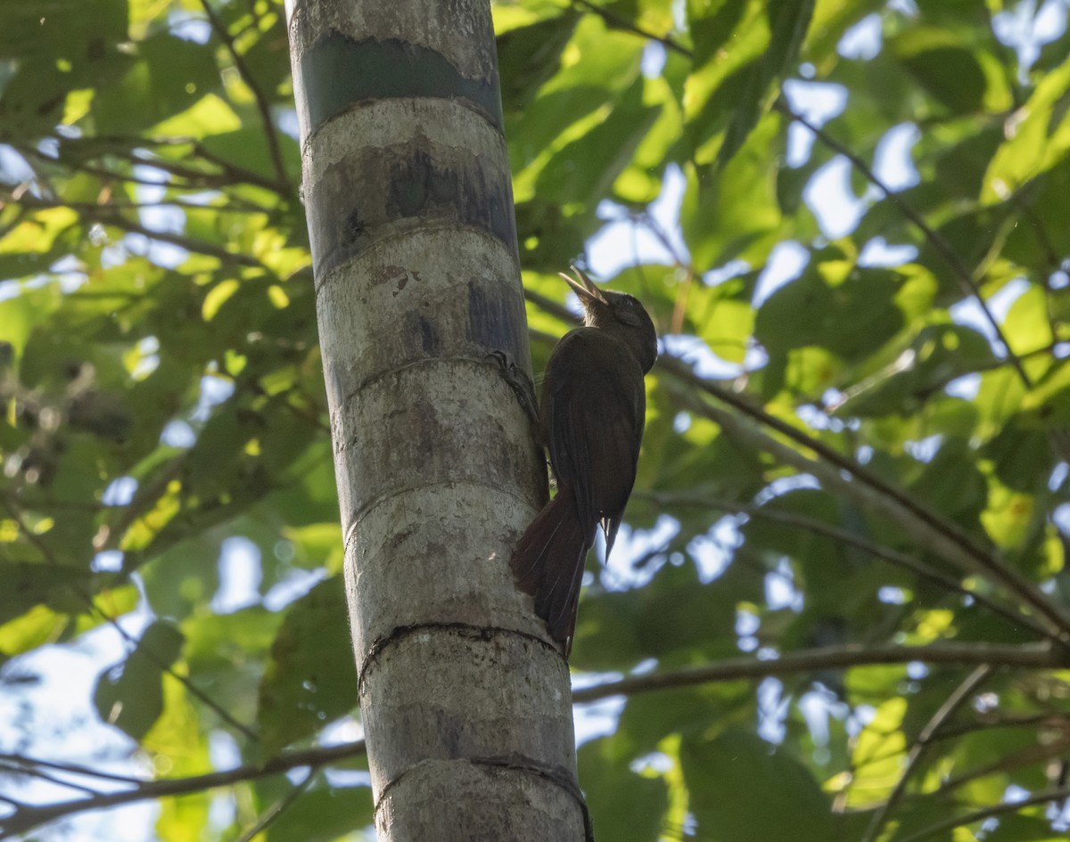 Plain-winged Woodcreeper (Plain-winged) - ML623138663