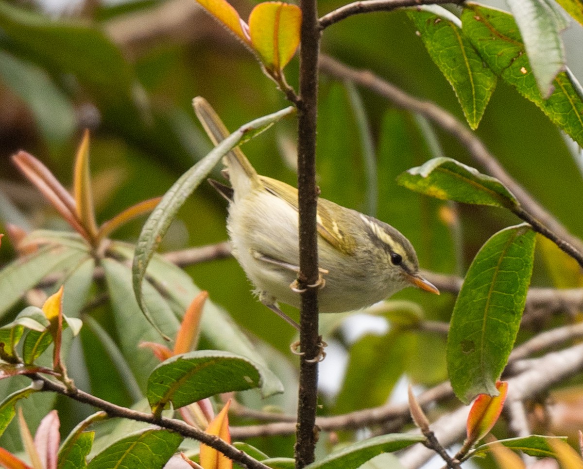 Blyth's Leaf Warbler - Jagdish Jatiya