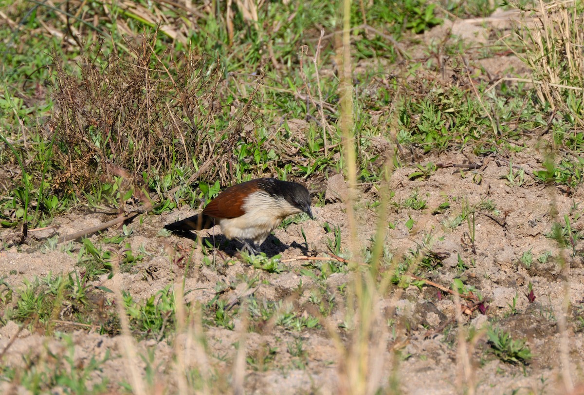 White-browed Coucal (Burchell's) - ML623138746