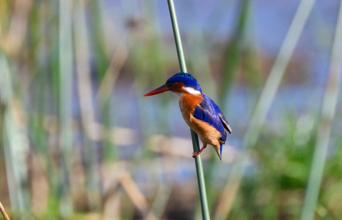 Malachite Kingfisher - ML623138754