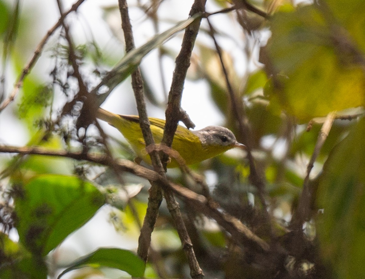 Gray-hooded Warbler - ML623138776