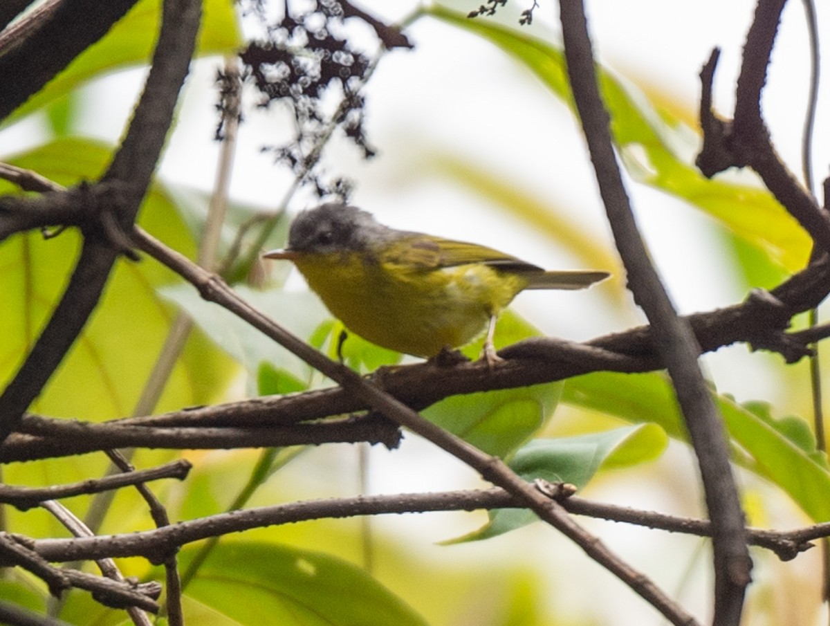 Gray-hooded Warbler - ML623138795