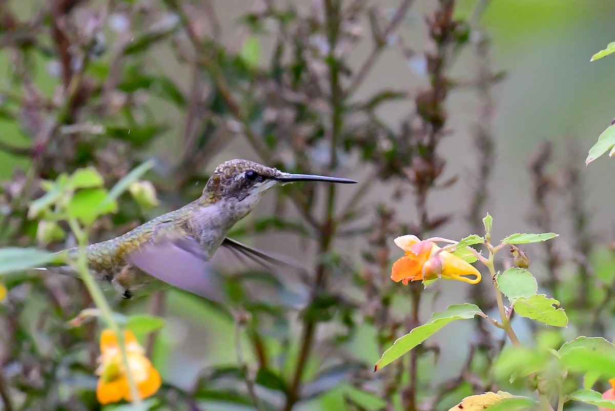 Colibri à gorge rubis - ML623138796