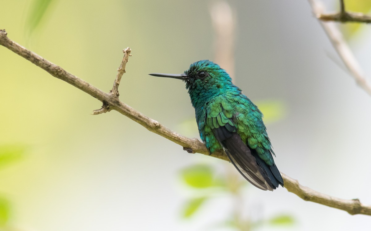 Blue-chinned Sapphire - ML623138807