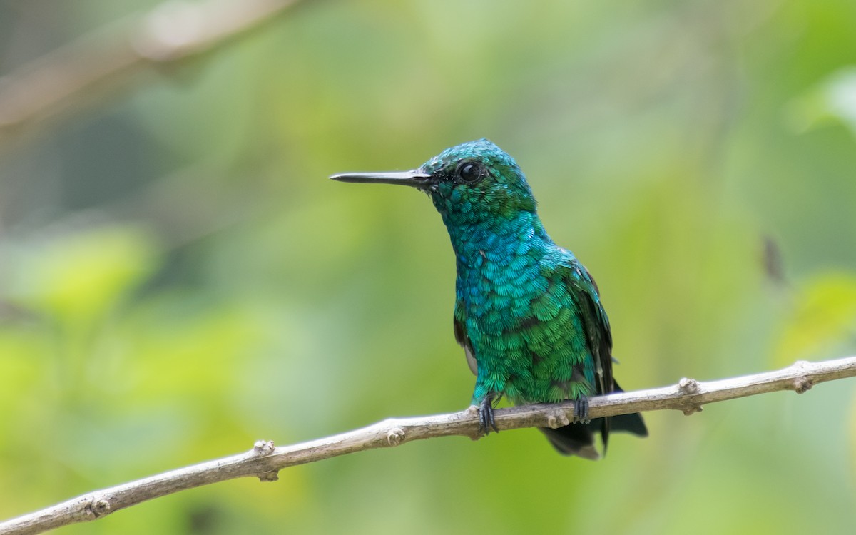 Blue-chinned Sapphire - ML623138808