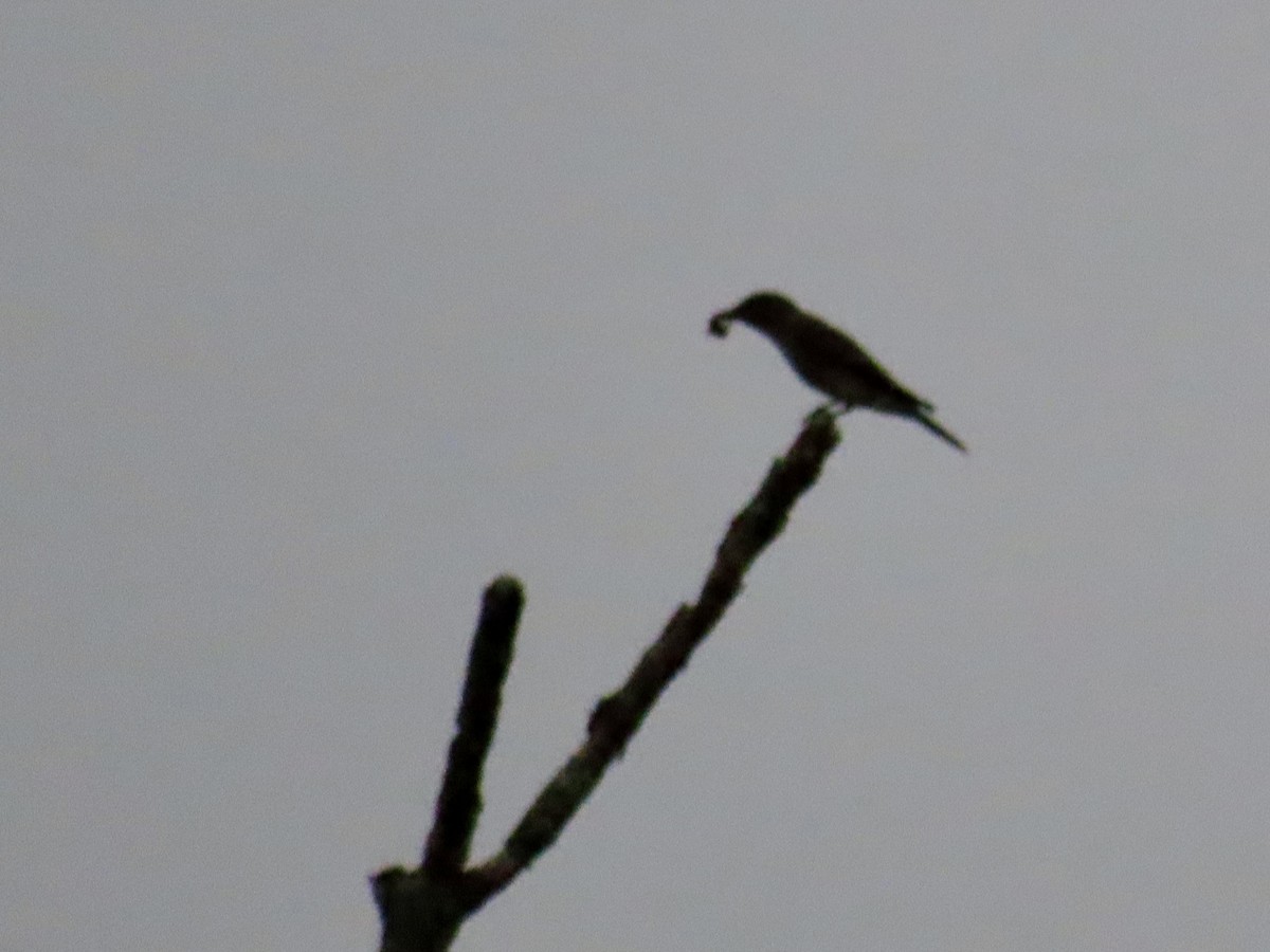 Olive-sided Flycatcher - ML623138810