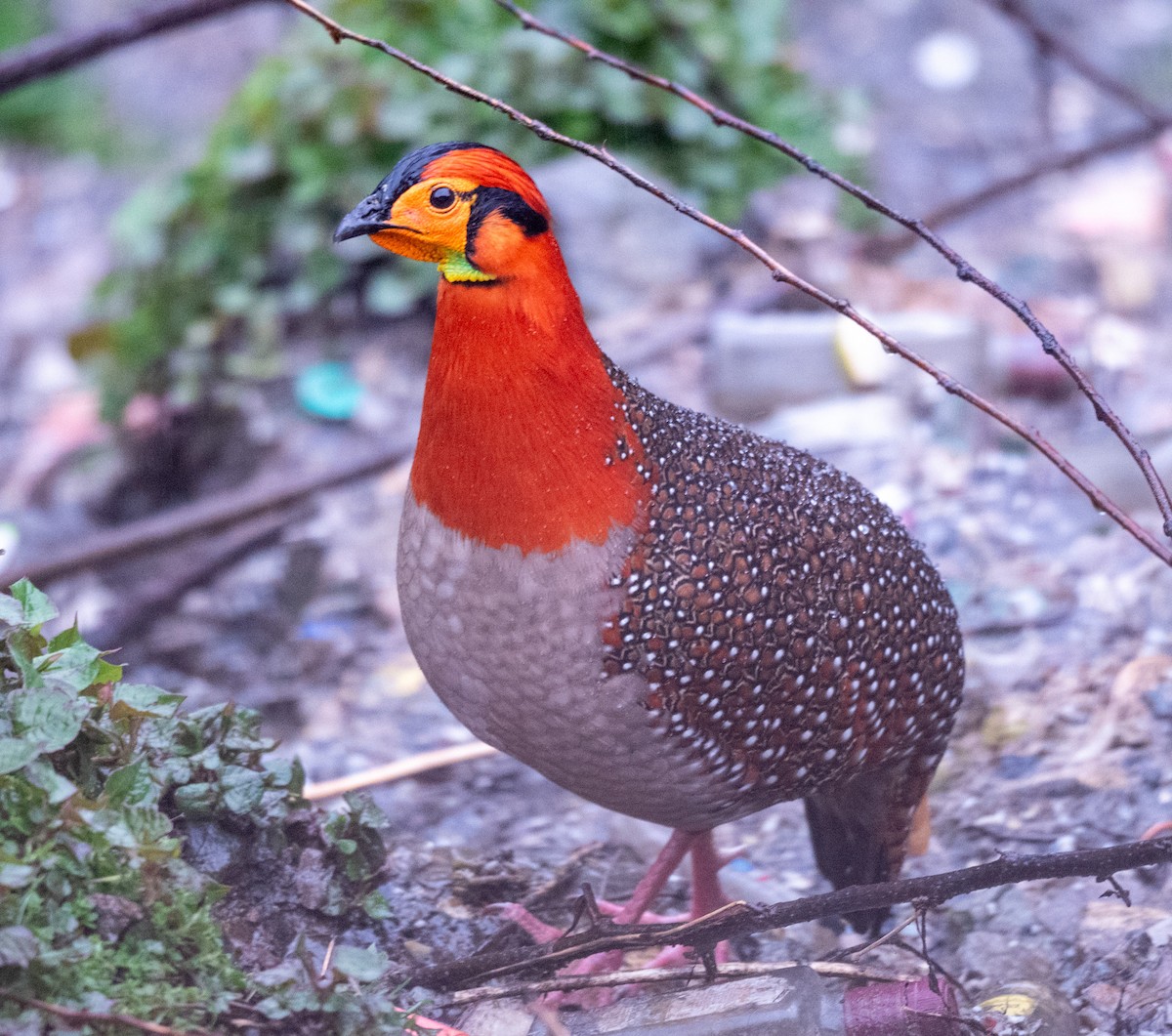 Blythtragopan - ML623138839