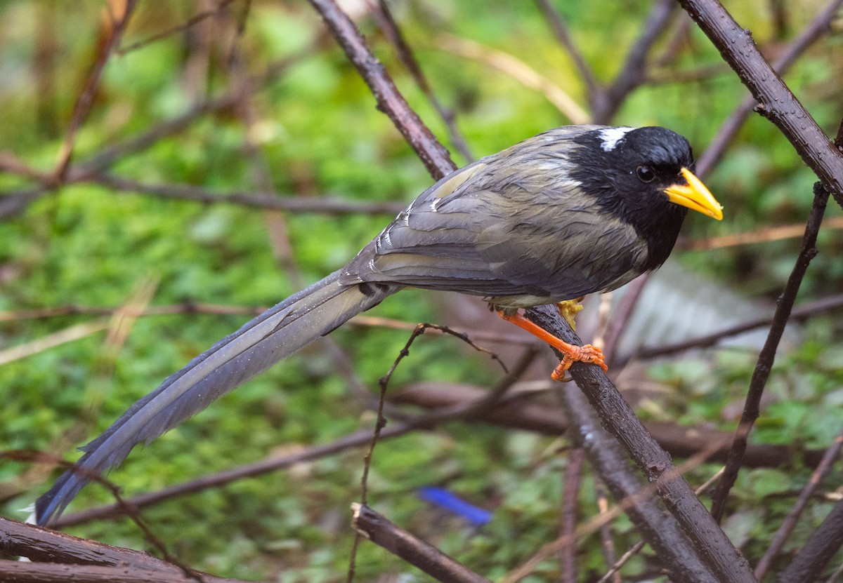 Yellow-billed Blue-Magpie - ML623138856