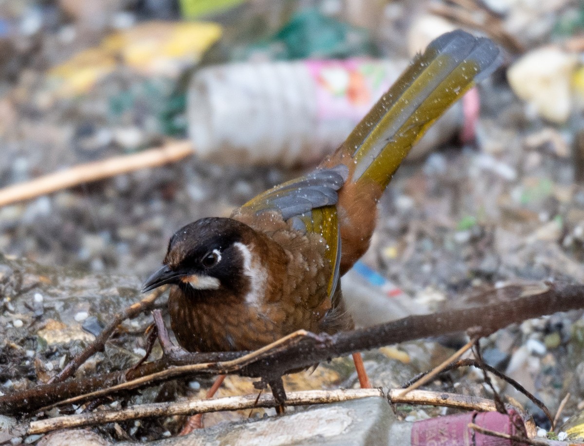 Black-faced Laughingthrush - ML623138861